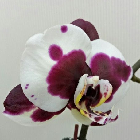 Phalaenopsis Gan Lin Pearl 2.5"