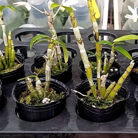 Dendrobium moniliforme × sib 2.0" Fragrant