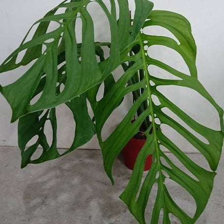 Monstera epipremnoides 3.0"