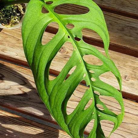 Monstera epipremnoides 3.0"