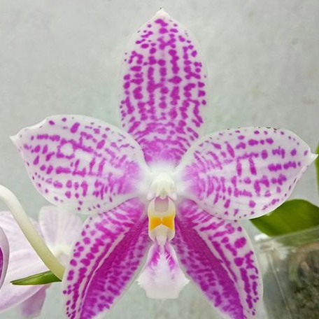 Phalaenopsis Lyndon Mix Zebra '817' 2.5" Fragrant