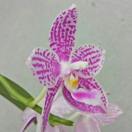 Phalaenopsis Lyndon Mix Zebra '817' 2.5"