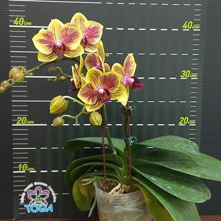 Phalaenopsis Fangmei Sweet '439' 3.0"