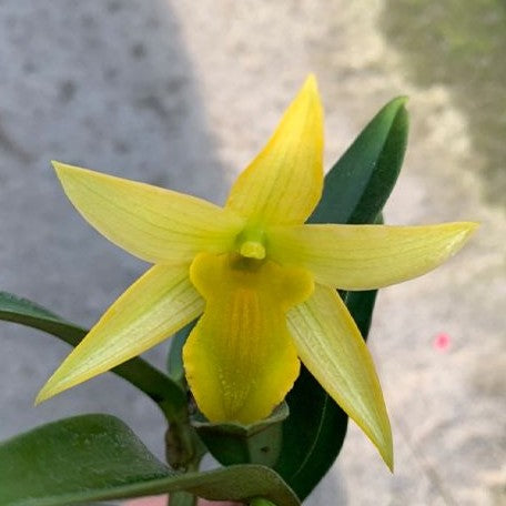 Dendrobium suzukii × trigonopus 2.5"