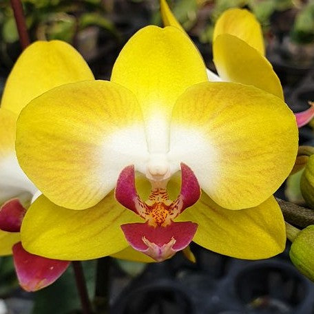 Phalaenopsis Miki Moon Rabbit '413' 2.5"