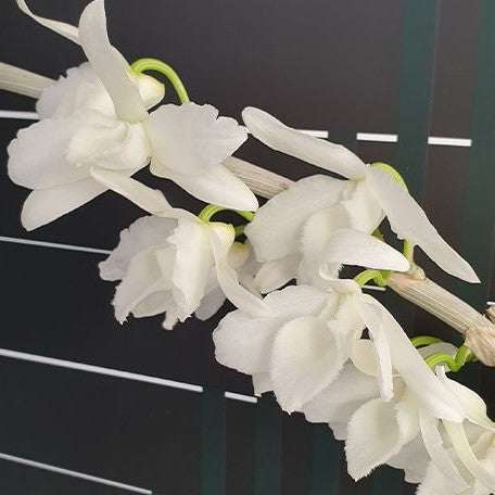 Dendrobium superbum (= anosmum) var. alba × sib 2.5"