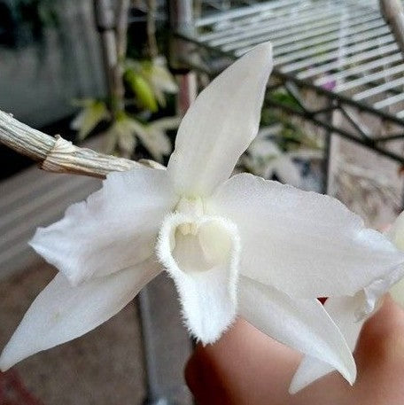 Dendrobium superbum (= anosmum) var. alba × sib 2.5"