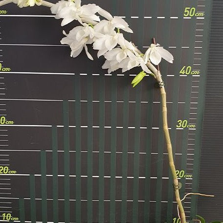 Dendrobium superbum (= anosmum) var. alba × sib 2.5"