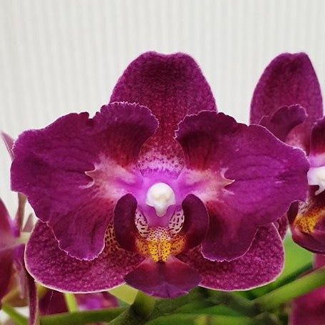 Phalaenopsis Miki Fire Eye '905' 2.5"