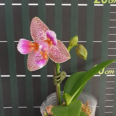 Phalaenopsis Joy Fairy Tale 2.5"