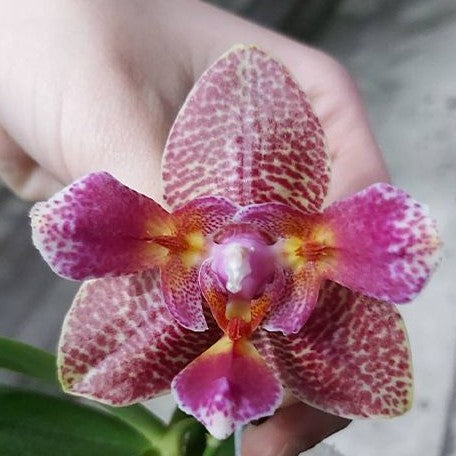 Phalaenopsis Joy Fairy Tale 2.5"