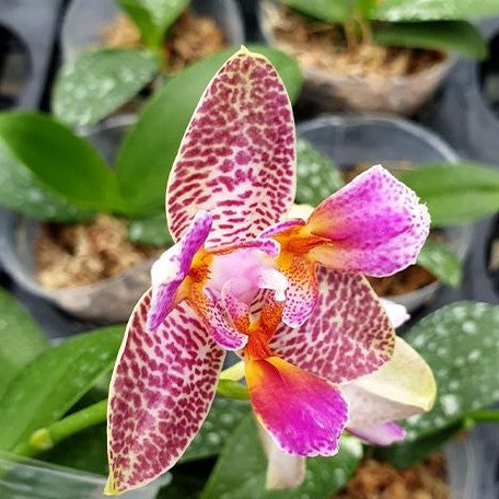 Phalaenopsis Joy Fairy Tale 2.5"