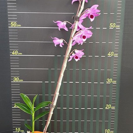 Dendrobium Nestor Vanigated Dragon 2.5"