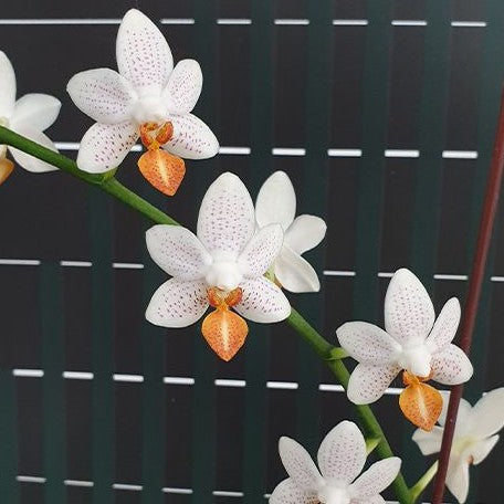 Phalaenopsis Mini Mark 2.5" Fragrant