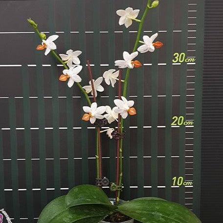 Phalaenopsis Mini Mark 2.5" Fragrant