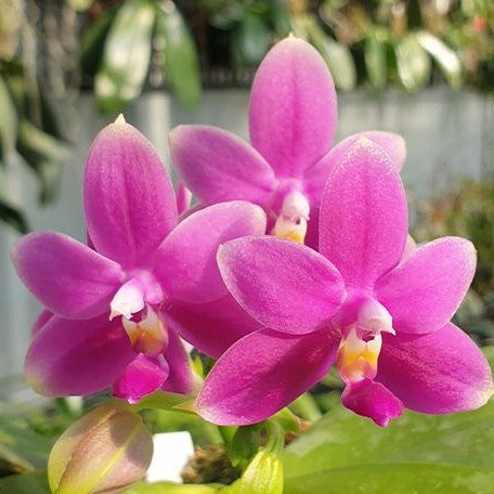 Phalaenopsis violacea var. indigo red 'MIKI' 2.5" Fragrant