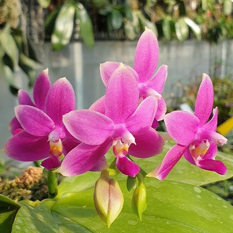 Phalaenopsis violacea var. indigo red 'MIKI' 2.5" Fragrant