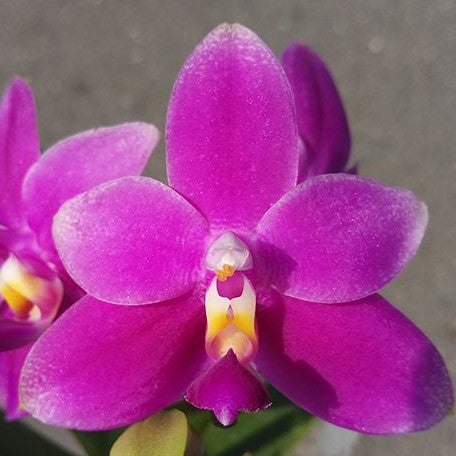 Phalaenopsis violacea var. indigo red 'MIKI' 2.5" Fragrant