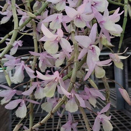 Dendrobium aphyllum (variegata) variegated 2.5"
