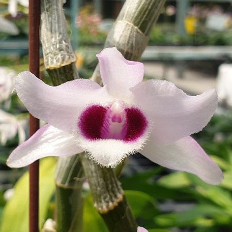 Dendrobium rhodopterygium var. semi alba × sib 2.5"