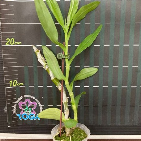 Dendrobium rhodopterygium var. semi alba × sib 2.5"