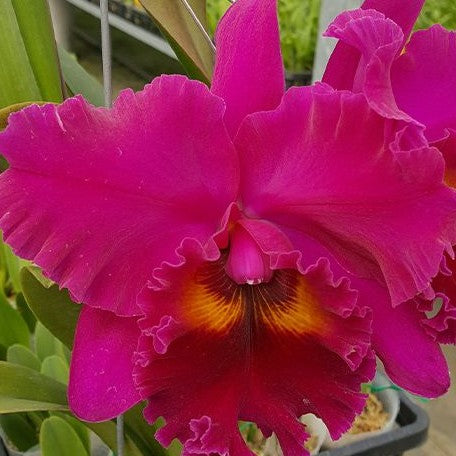 Rhyncholaeliocattleya Chialin Ruby '88 1' 2.5" Fragrant