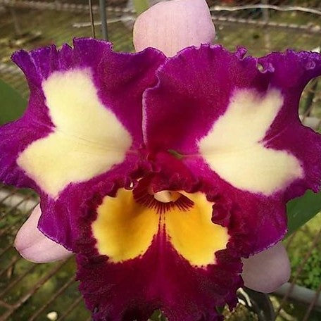 Rhyncholaeliocattleya Chinese Beauty 'Orchid Queen' AM/AOS 4.0"