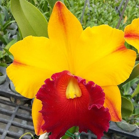 Rhyncholaeliocattleya Liu's Joyance 2.5" Fragrant