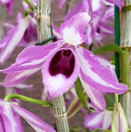 Dendrobium anosmum 'touch of class' 2.5"