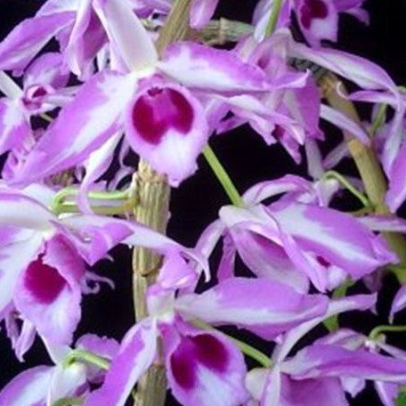 Dendrobium anosmum 'touch of class' 2.5"