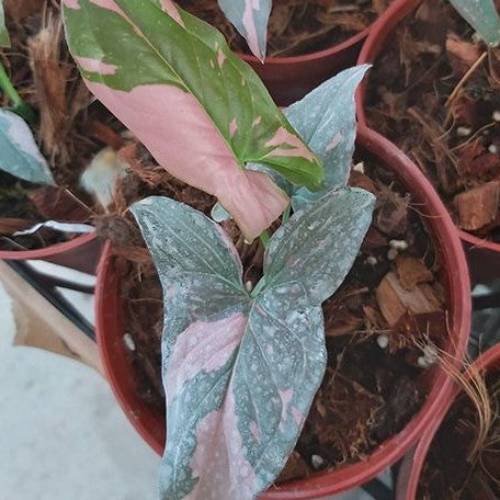 Syngonium podophyllum 'Red Spot' variegated 2.5"