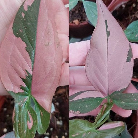 Syngonium podophyllum 'Red Spot' variegated 2.5"