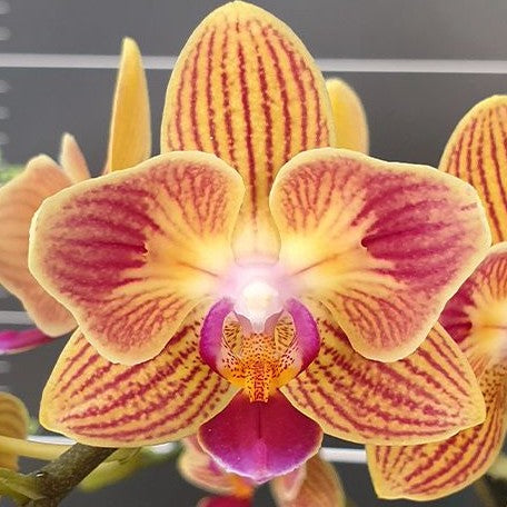 Phalaenopsis Chingruey's Goldstaff '520' (peloric) 2.5"