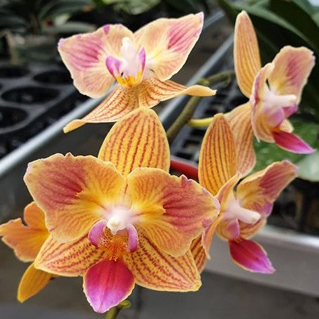 Phalaenopsis Chingruey's Goldstaff '520' (peloric) 2.5"