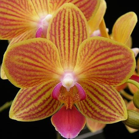 Phalaenopsis Chingruey's Goldstaff '520' (peloric) 2.5"