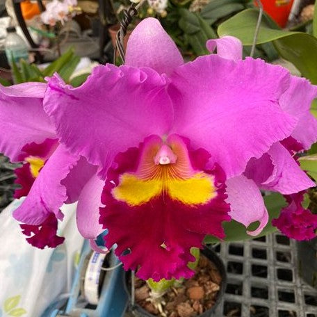 Rhyncholaeliocattleya Taichung Beauty 2.5"