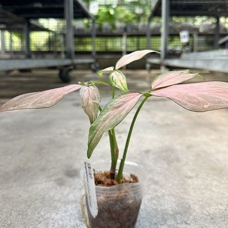 Syngonium podophyllum 'Red Spot' variegated 2.5"