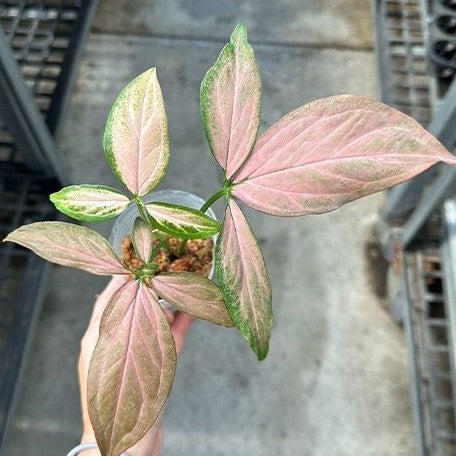 Syngonium podophyllum 'Red Spot' variegated 2.5"