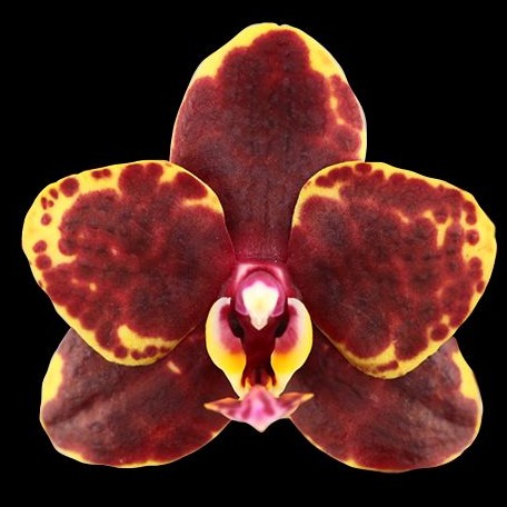 Phalaenopsis Sunrise Red Peoker × Sogo Lawrence 2.5"