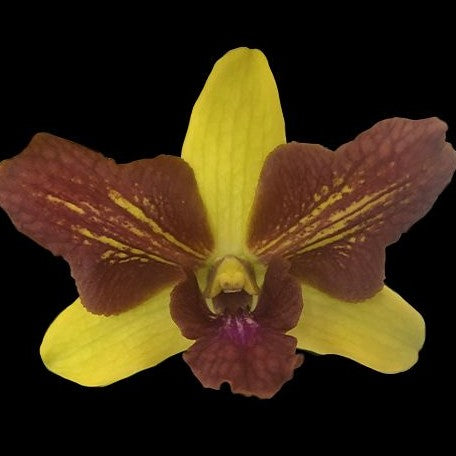 Dendrobium Thongchai Gold 'Mutation' 2.8"