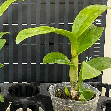 Dendrobium Thongchai Gold 'Mutation' 2.8"