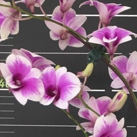 Dendrobium Arcadia Pixie 2.8"