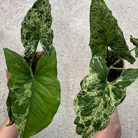 Syngonium podophyllum 'Mojito' variegated 2.5"