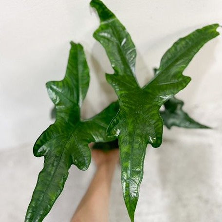 Alocasia nycteris batwing 2.5" x