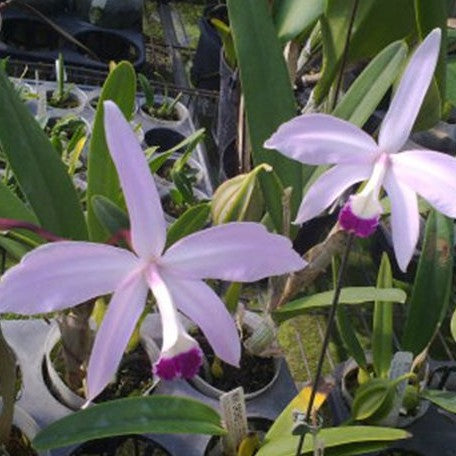 Laelia perrinii × sib 2.5"