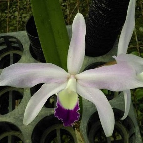 Laelia perrinii × sib 2.5"