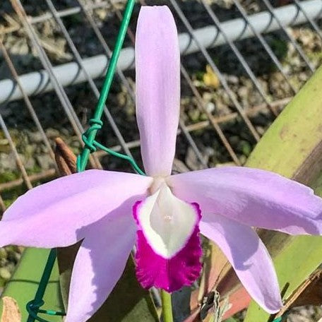 Laelia perrinii × sib 2.5"