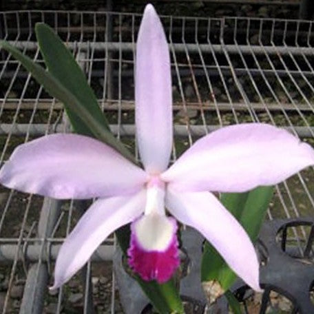 Laelia perrinii × sib 2.5"