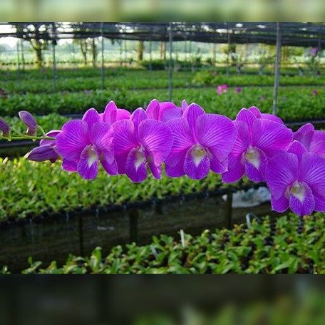 Dendrobium Burana Stripe #3 2.8"