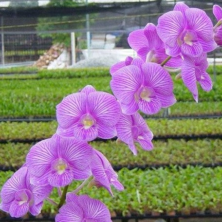 Dendrobium Burana Stripe #8 2.8"